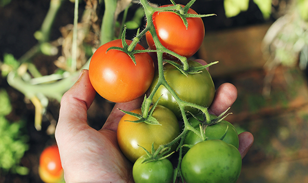 爽緑農園　太田紘一